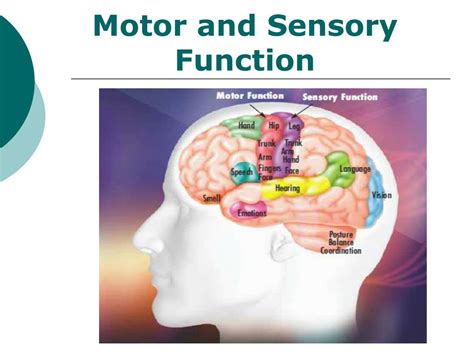 infancy and sensory function.